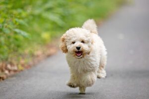 4 Best Foods for Your Maltipoo Puppy 5