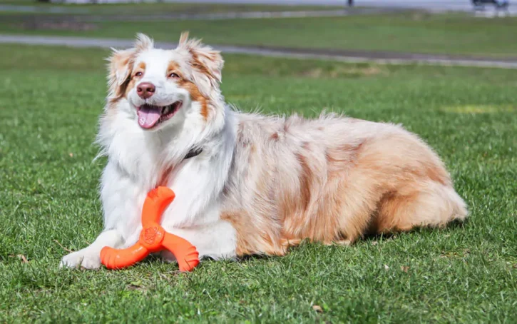 5 Best Dog Chew Toy For Aggressive Chewers 2022 - Buying Guide 3