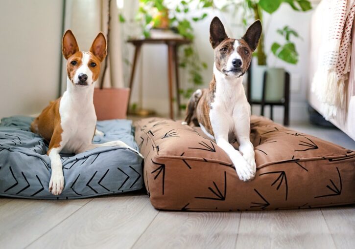 5 Tips For Choosing The Perfect Bed For Your Dog - 2022 Guide 3
