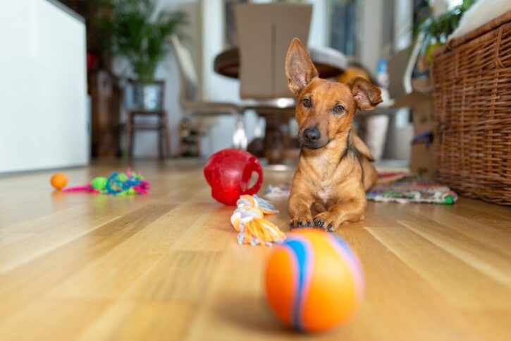 5 Best Dog Chew Toy For Aggressive Chewers 2022 - Buying Guide 2