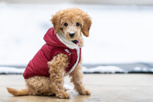 Do Puppies Need Coats In Cold Weather? 4