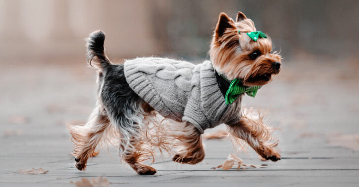 6 Best Dog Clothes for Small Dogs 2022 - Buying Guide 1